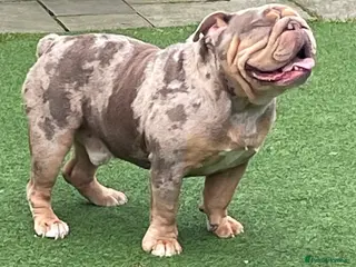 English Bulldog dogs Beautiful lilac tri Merle bulldog up for stud - Advert 16