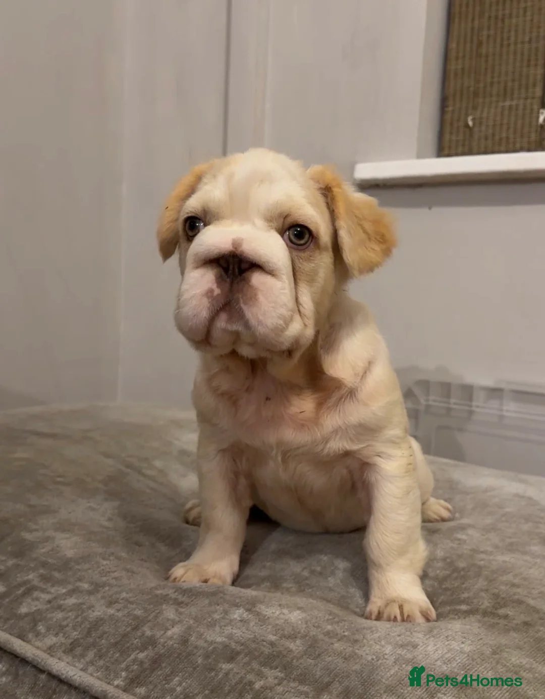 French Bulldog dogs for sale: 🌟 Last Beautiful French Bulldog Puppy Available  - Advert 2