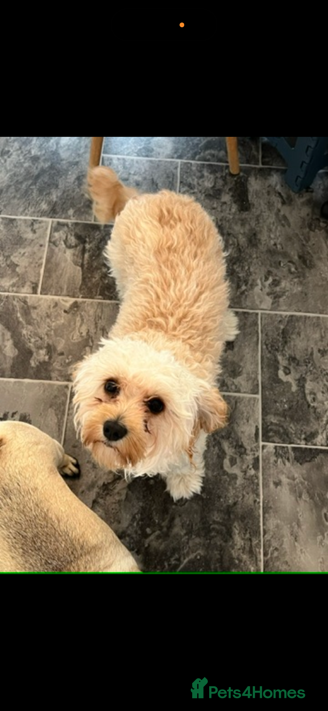 Cavapoo dogs for sale: Beautiful cavapoos - Advert 3