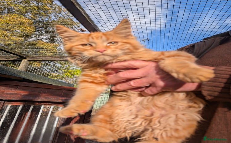 Maine Coon cats - Advert 2