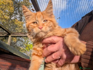 Maine Coon cats - Advert 29
