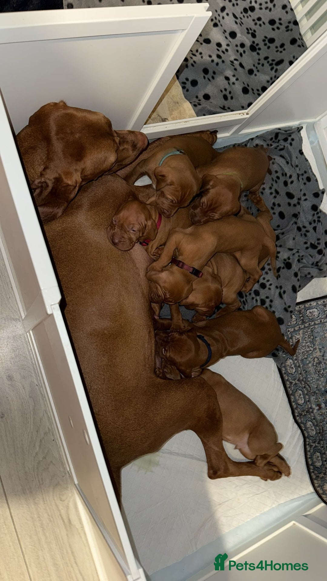Hungarian Vizsla dogs for sale: 🏆🇭🇺 KC Registered Hungarian Vizsla Pups - Advert 12