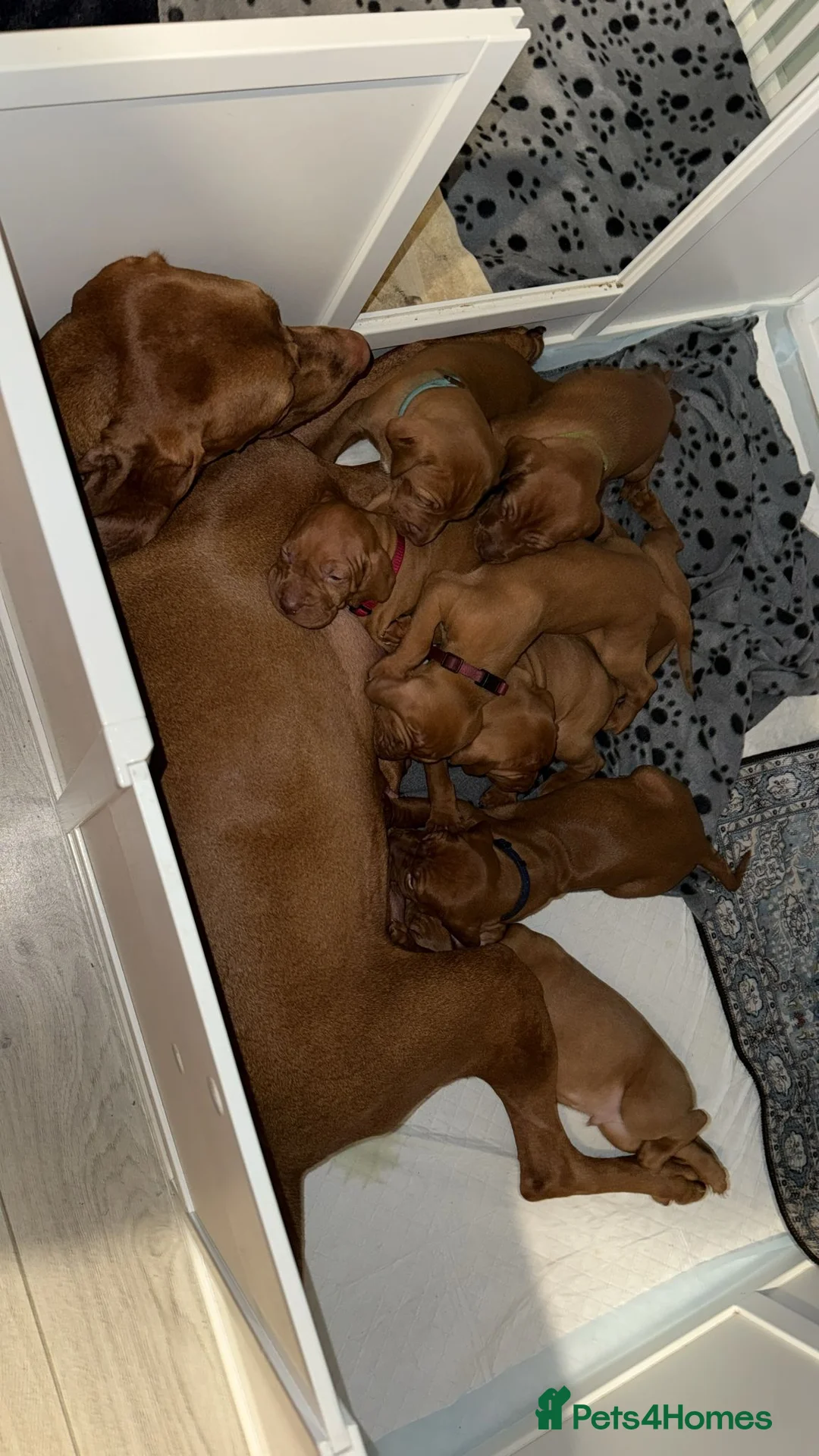 Hungarian Vizsla dogs for sale: 🏆🇭🇺 KC Registered fully trained HungarianVizsla - Advert 15