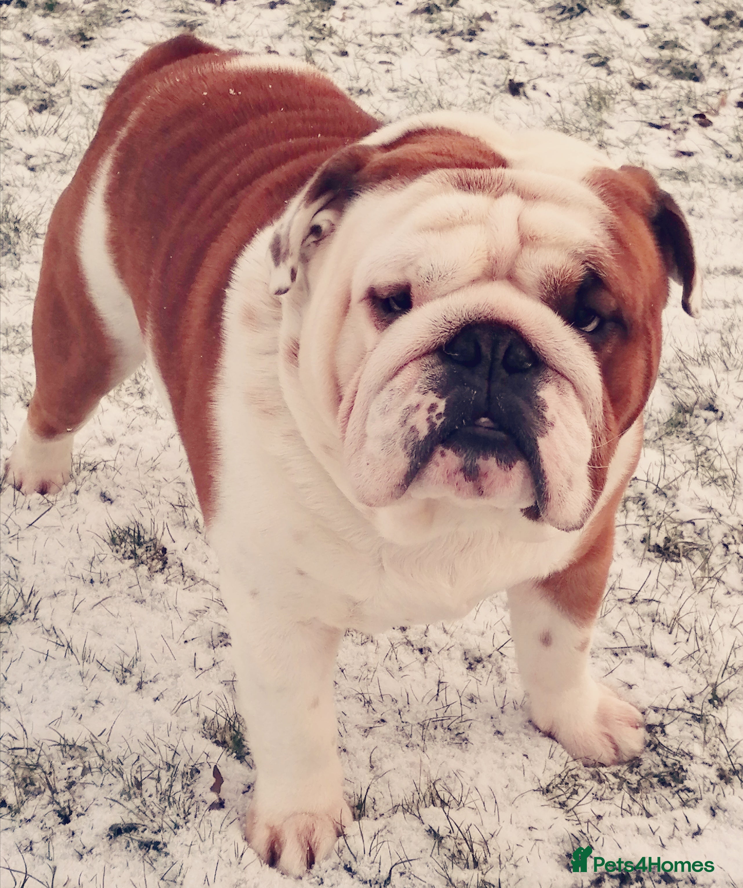 English Bulldog dogs For stud: Jaxx 9 Champions in bloodline in Brighouse - Advert 11