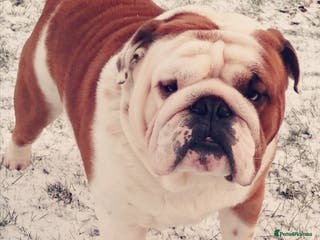 English Bulldog dogs For stud: Jaxx 9 Champions in bloodline in Brighouse - Advert 3