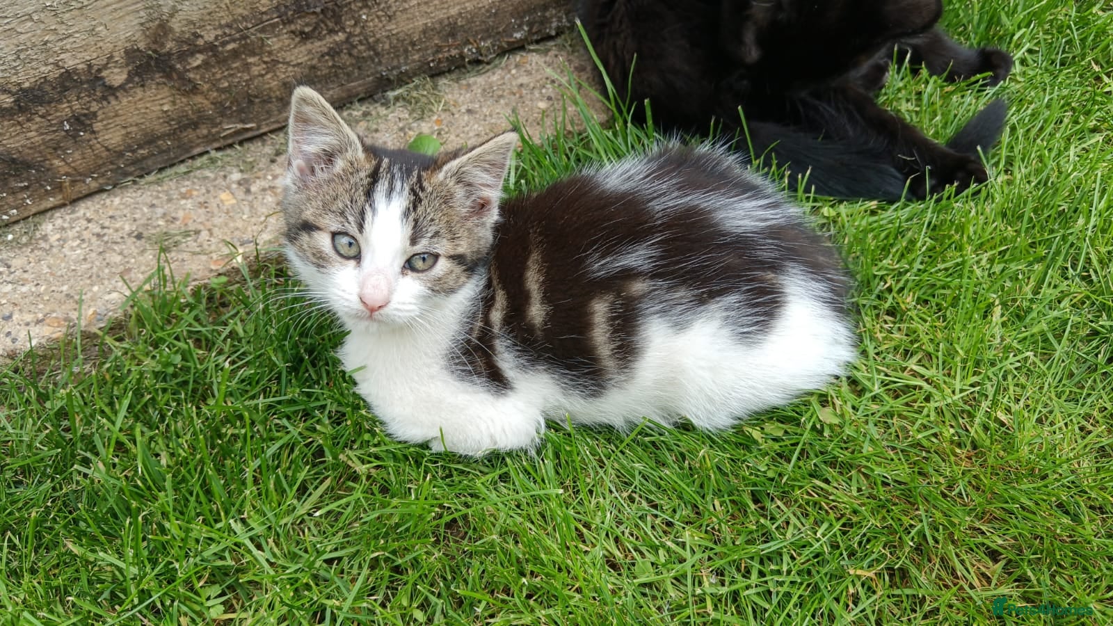 Mixed Breed cats for sale: Kittens for sale  in Peterborough - Advert 6