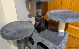 Mixed Breed cats for sale: Beautiful Kittens - Image 23