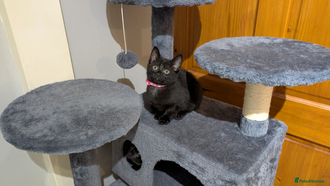 Mixed Breed cats for sale: Beautiful Kittens - Image 23