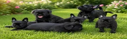 Mixed Breed dogs for sale: French bulldog Shih Tzu  - Advert 4