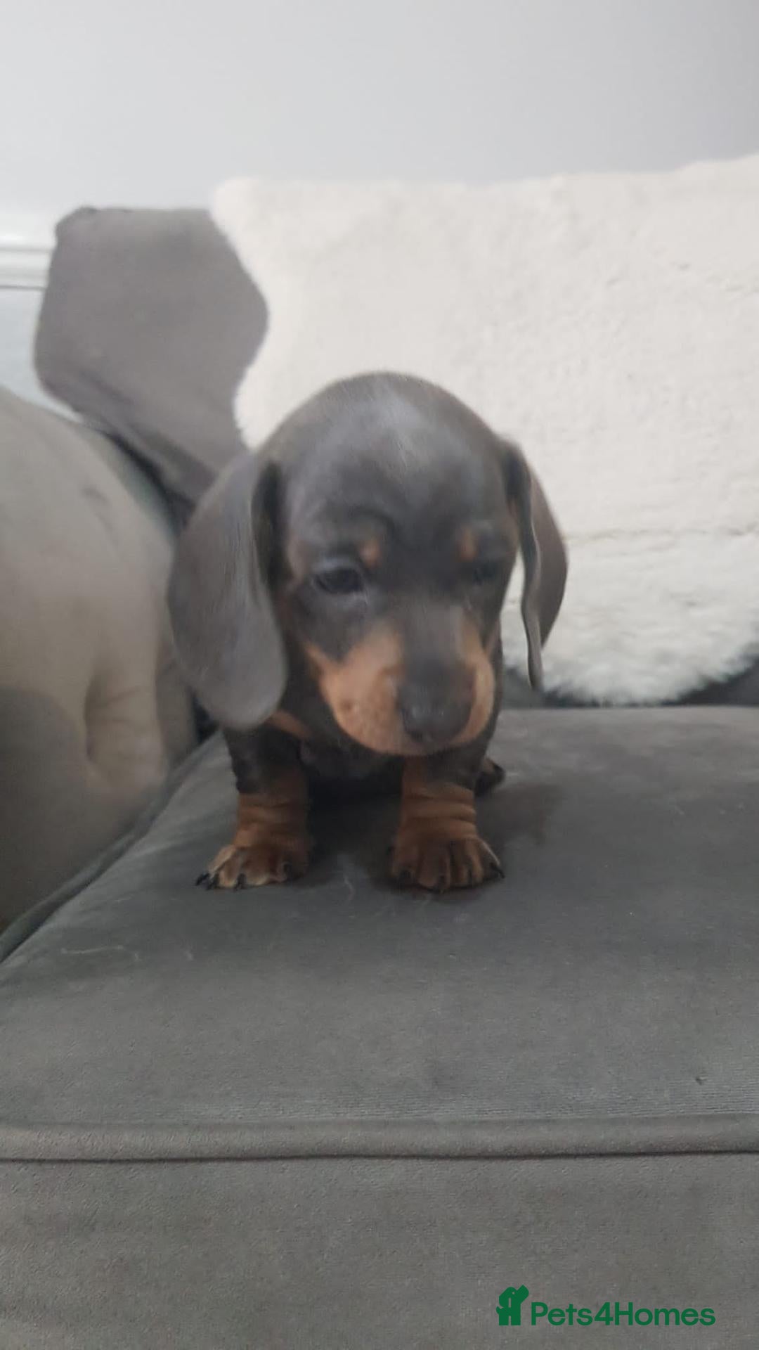 Miniature Dachshund dogs for sale: SMOOTH HAIRED MINIATURE DACHSHUND'S FOR SALE - Advert 12