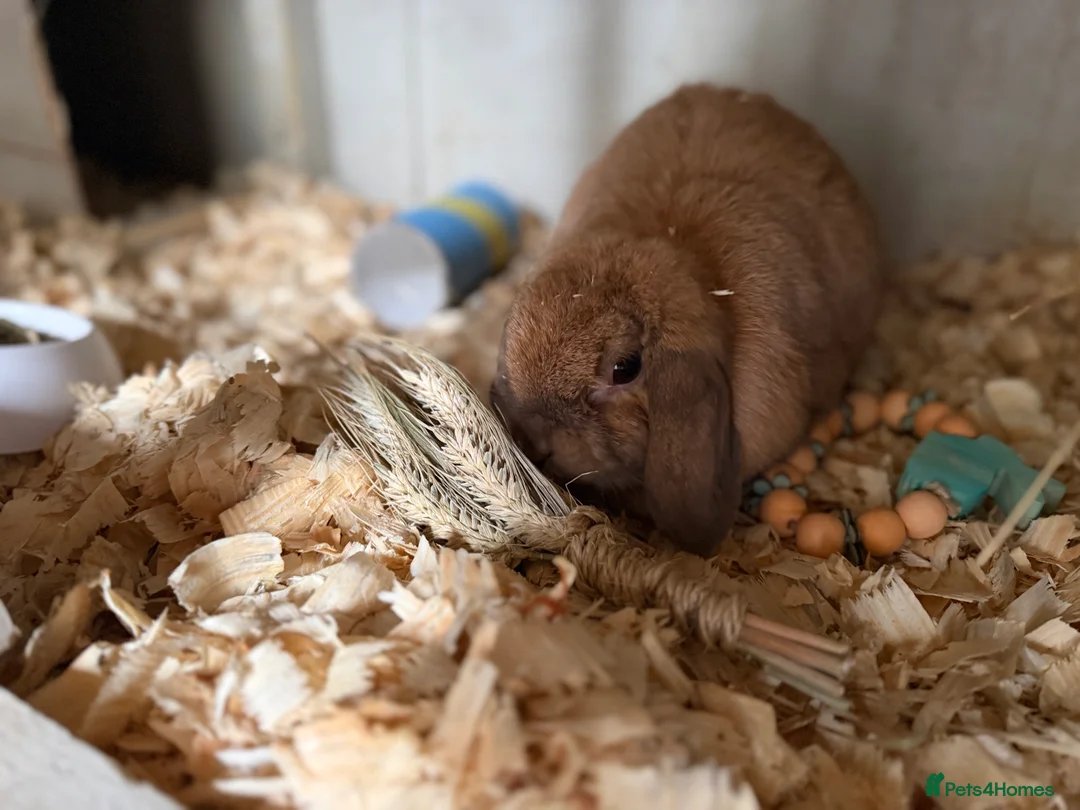 Mini Lop rabbits for sale: Mini lop does  - Advert 13