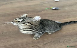 Keetso cats for sale: Reduced Ready now Last 1, Rare Jungle Curl Kittens in Portsmouth - Image 28