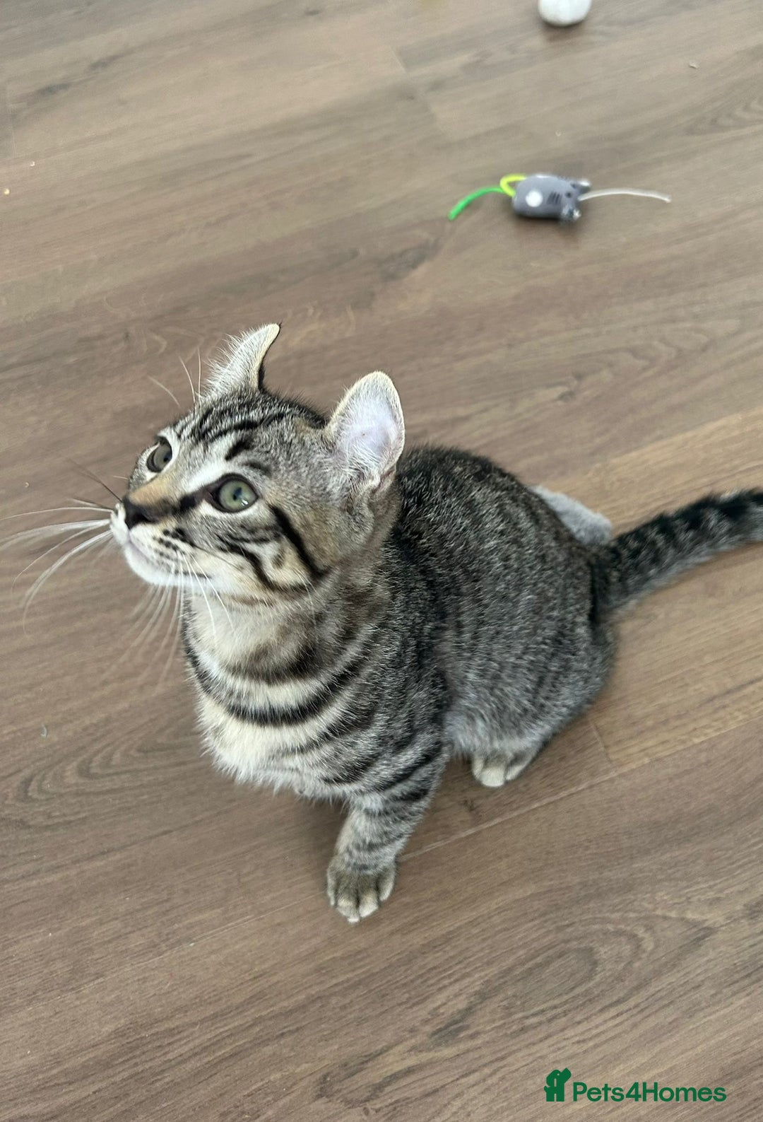 Keetso cats for sale: Reduced Ready now Last 1, Rare Jungle Curl Kittens in Portsmouth - Image 28