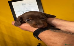 Miniature Dachshund dogs for sale: READY NOW Stunning miniature dachshund pups in Mirfield - Image 7