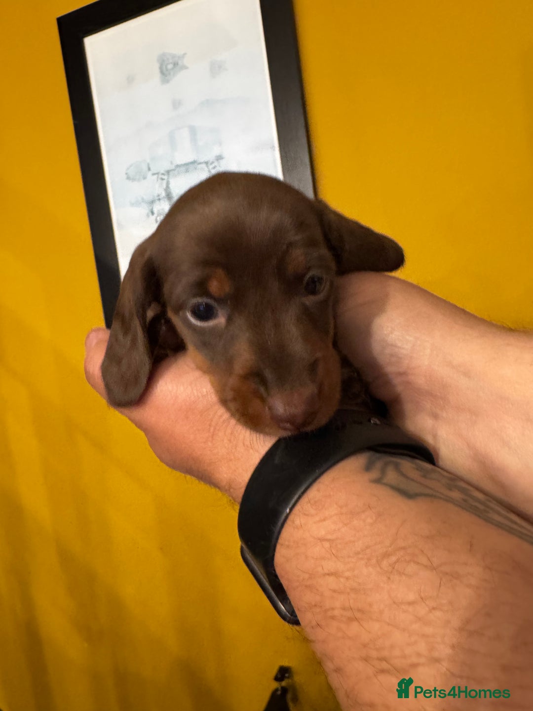 Miniature Dachshund dogs for sale: READY NOW Stunning miniature dachshund pups in Mirfield - Image 7