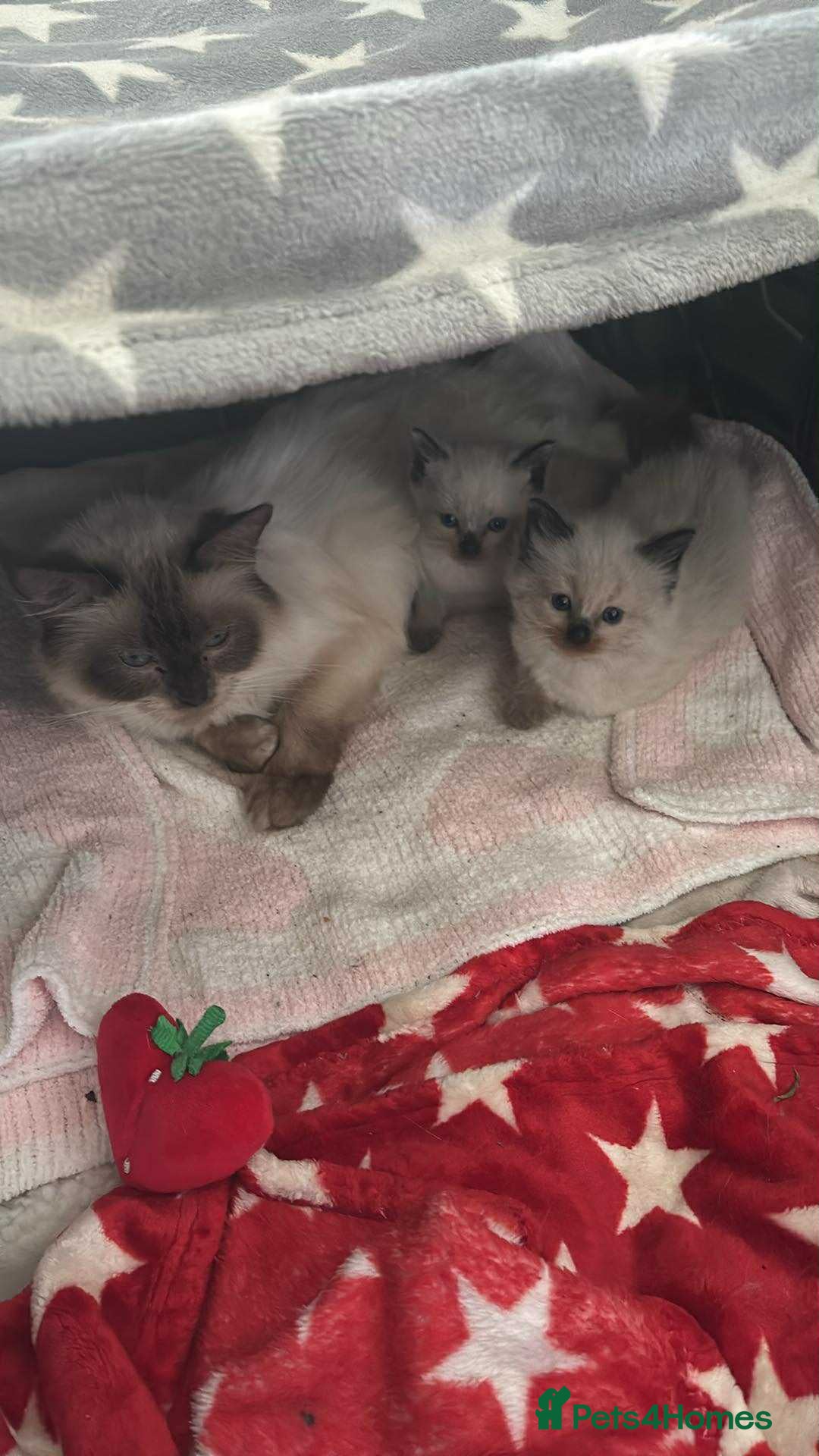 Ragdoll cats 2 ragdoll/siamese boys  - Advert 1