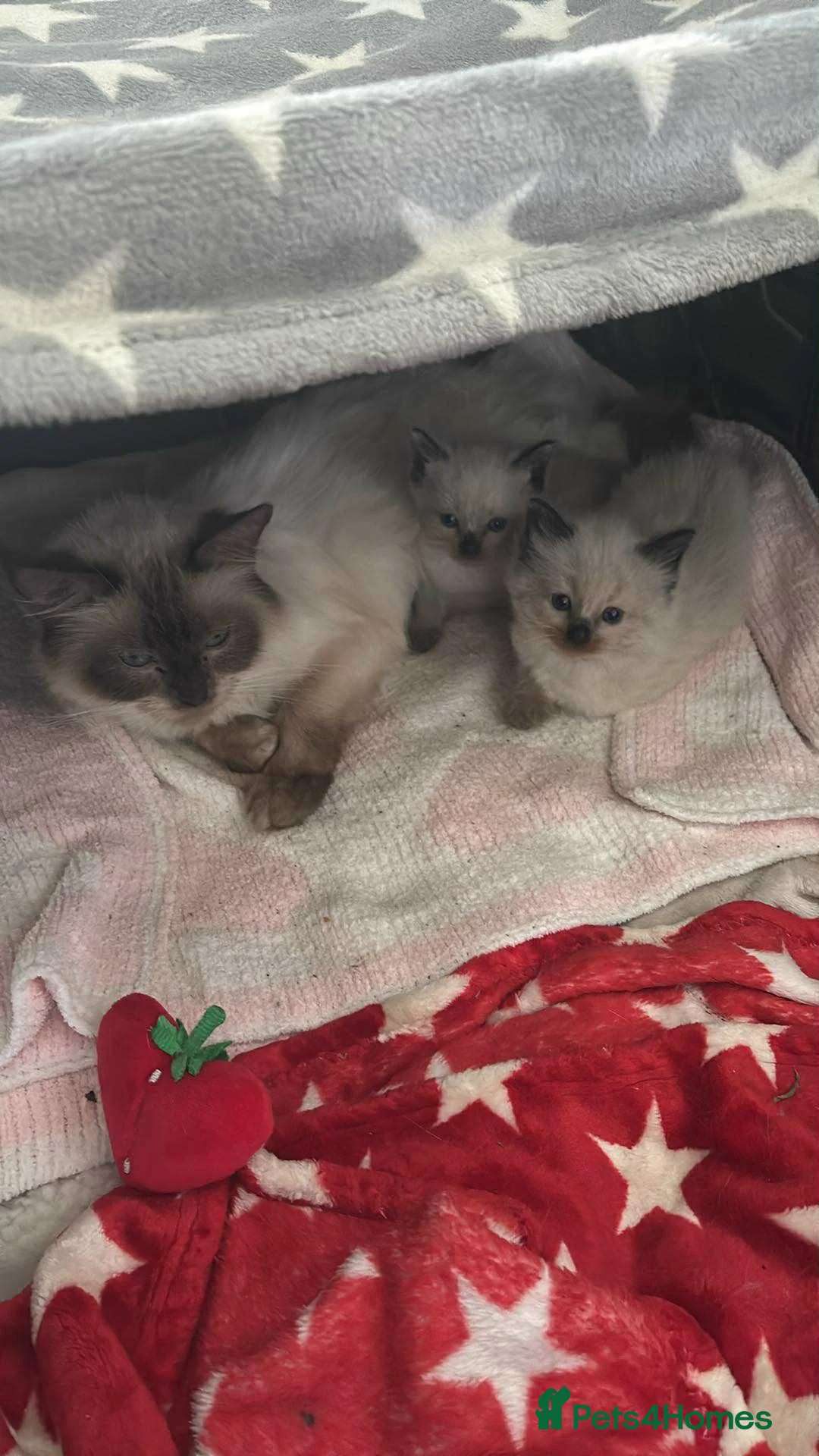Ragdoll cats for sale: 2 ragdoll boys  - Advert 1