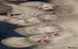 Ragdoll cats for sale: Adorable 2 male kittens, Ragdoll dad, mum Siamese - Image 18