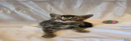 Bengal cats for sale: Stunning Bengal Kittens – Reservations Now Open🐆 - Advert 12