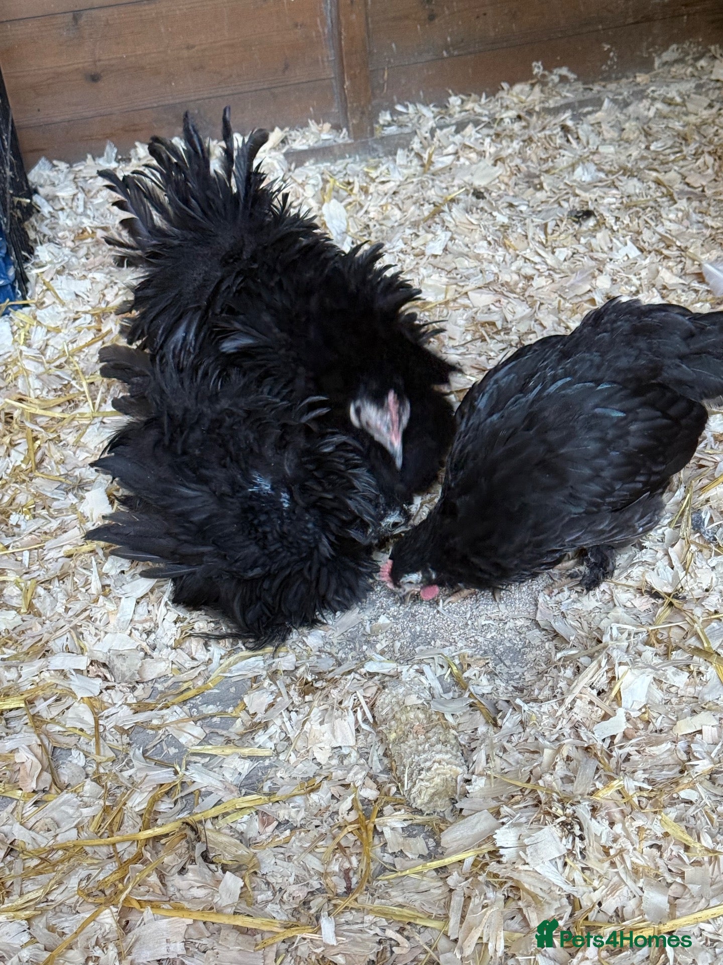 Chickens poultry Trio pekin bantams  - Advert 5