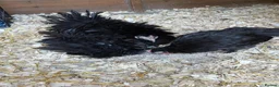 Chickens poultry for sale: Trio pekin bantams  - Advert 1
