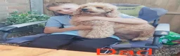 Labradoodle dogs for sale: Labradoodle Fox Red♥️Health Check - Advert 19