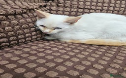 Ragdoll cats for sale: Cat 1 male - Image 5