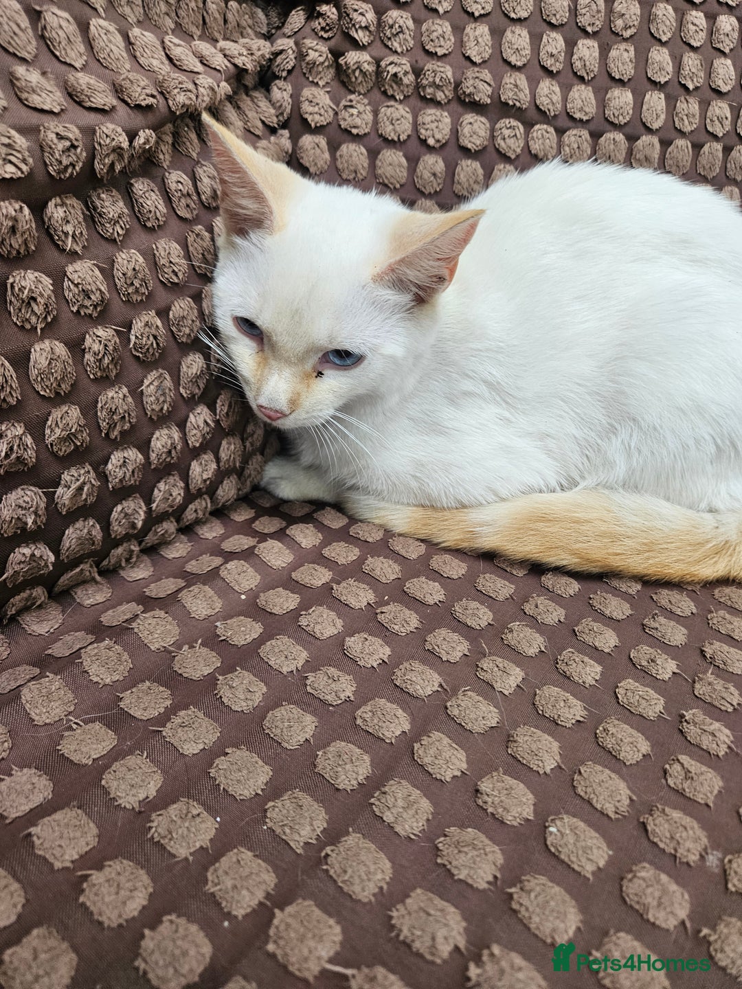 Ragdoll cats for sale: Cat 1 male - Image 5