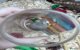 Mouse rodents for sale: Pet fancy mice waiting list 2 litters due  - Image 9