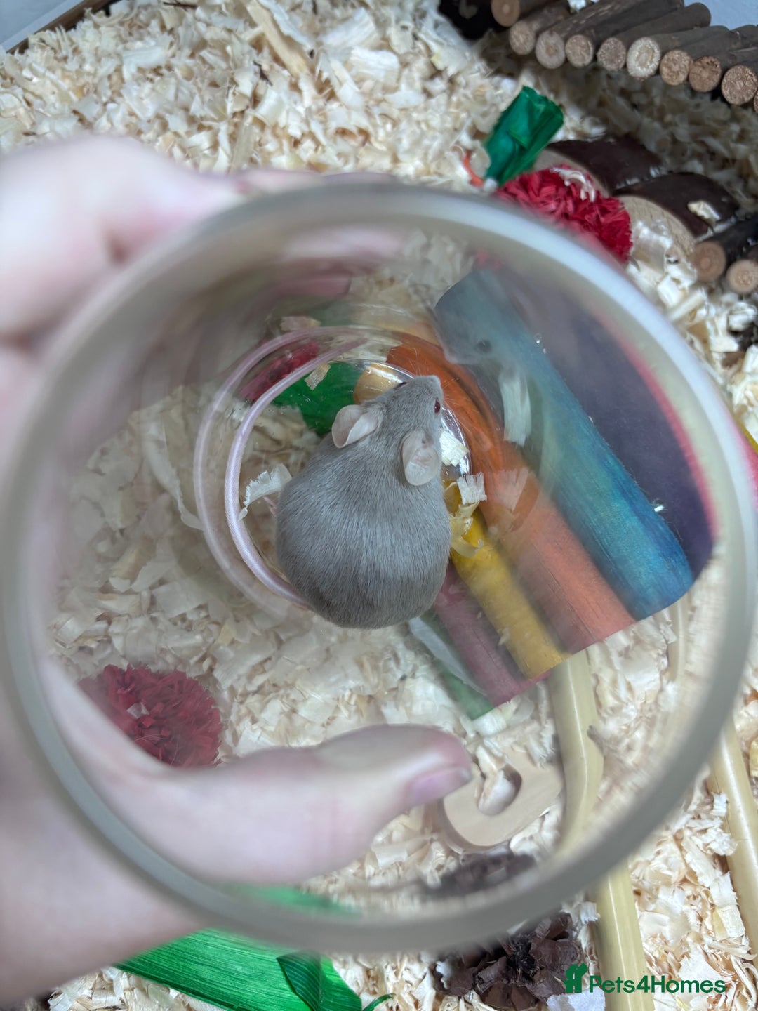 Mouse rodents for sale: Pet fancy mice waiting list 2 litters due  - Image 9