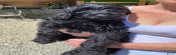 Labradoodle dogs for sale: RENOWNED THERAPY DOG BREEDER  Black Boy Available  - Advert 4