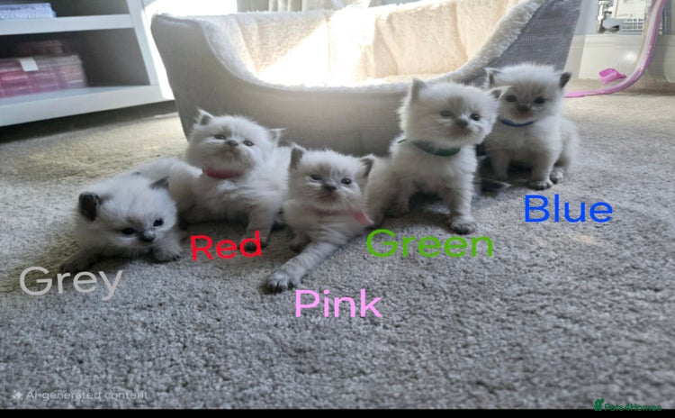 Ragdoll cats - Advert 6