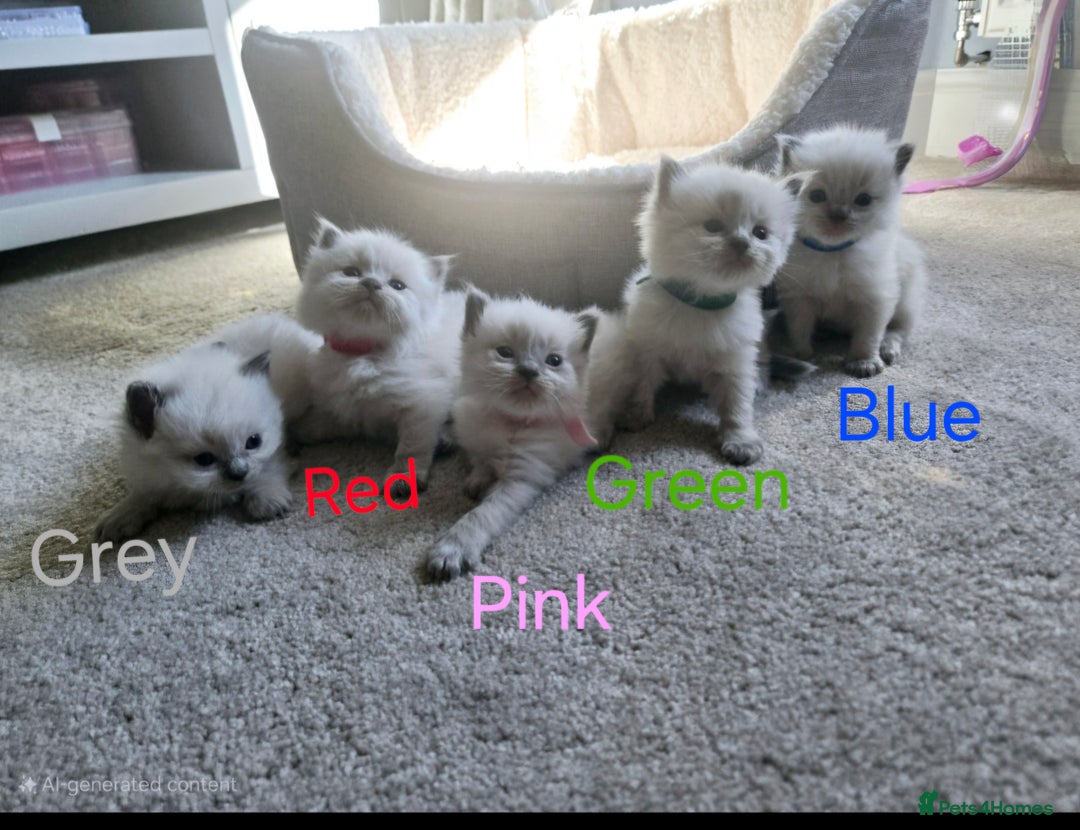 Ragdoll cats for sale: 💫 Blue Point Ragdoll Kittens 💫 - Image 1