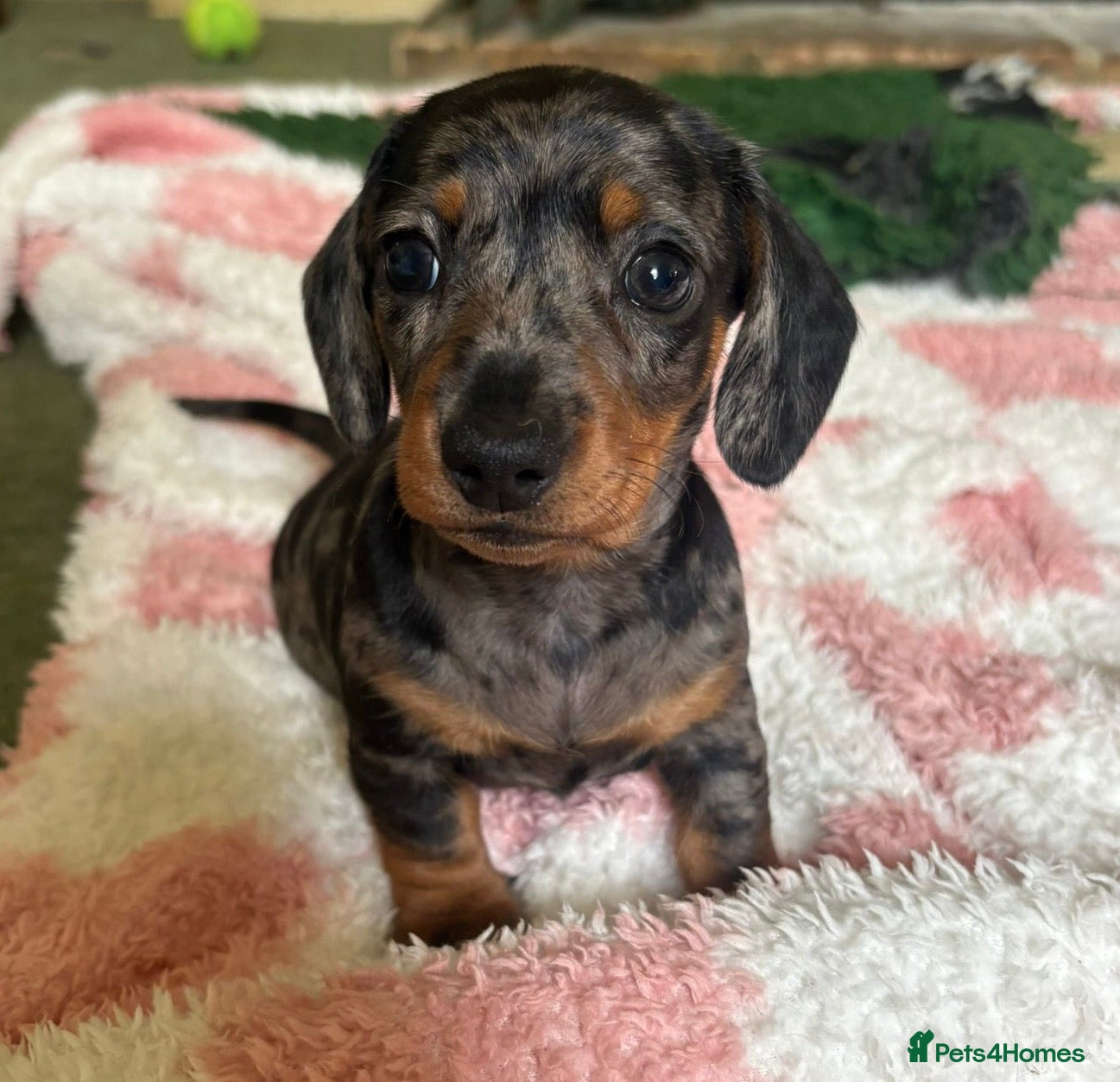 Miniature Dachshund dogs KC Miniature Dachshund Puppies For Sale - Advert 1