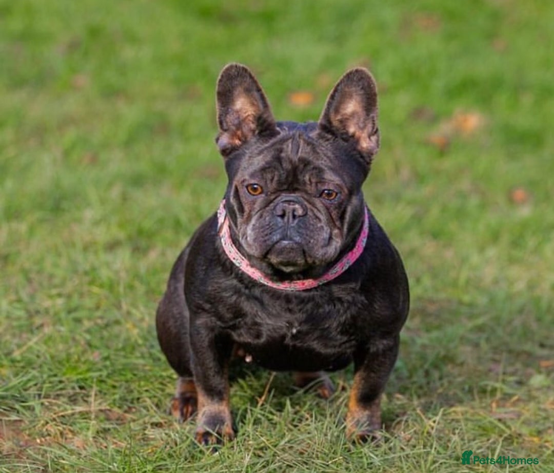French Bulldog dogs for sale: High quality french bulldogs  - Advert 2