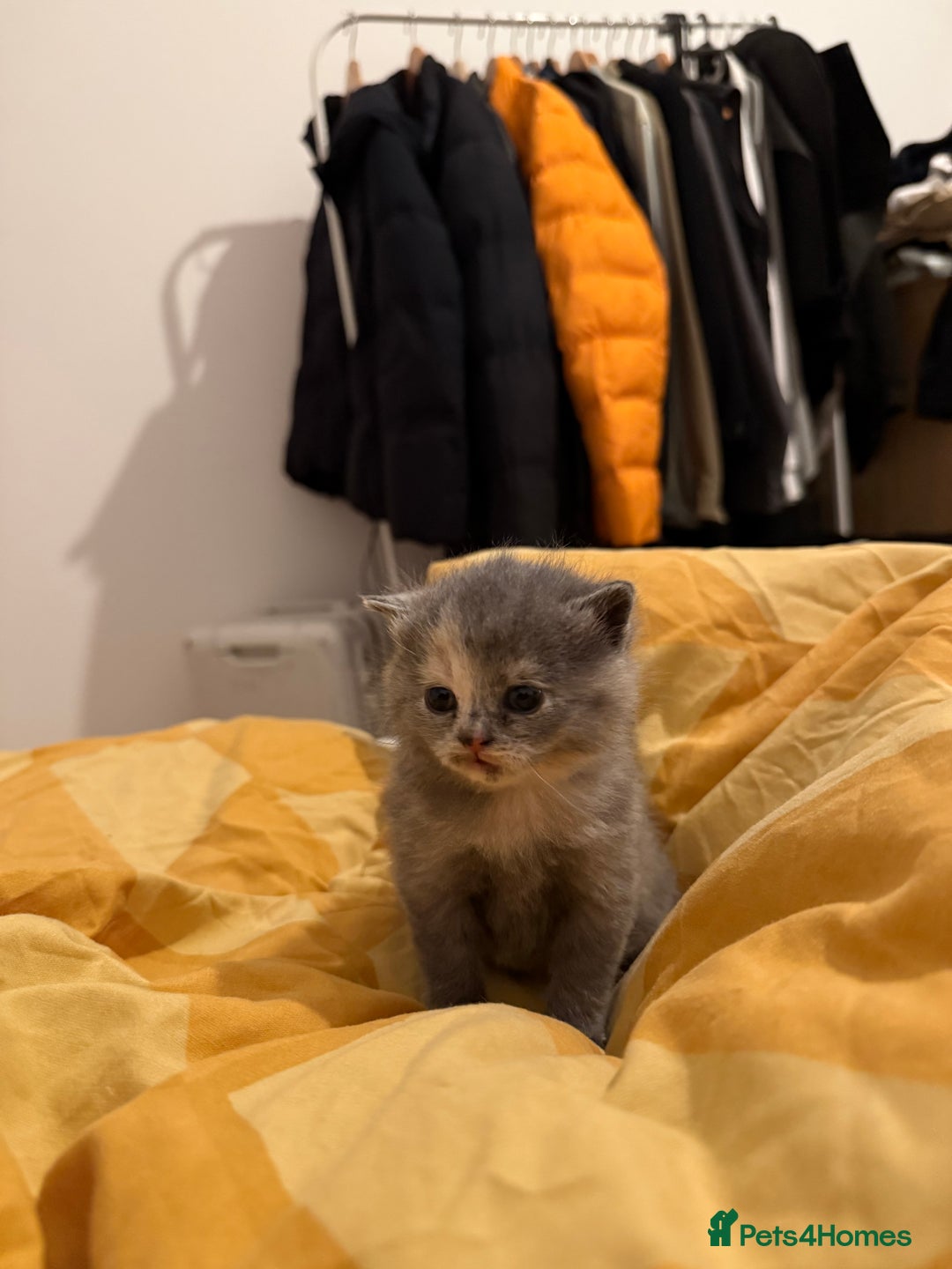 Mixed Breed cats for sale: British Short x Mainecoon Hair (2 Kittens Left) - Advert 5