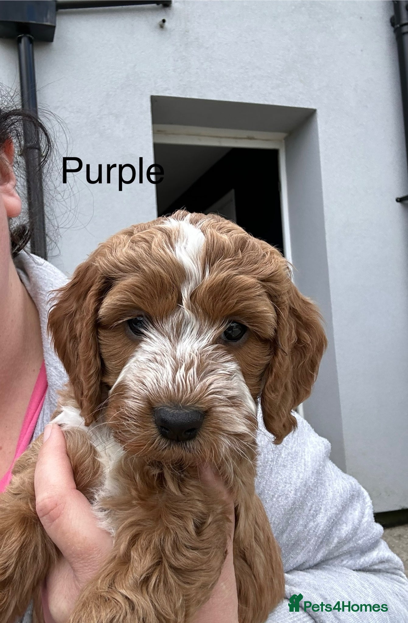 Cockapoo dogs 🐾 Adorable Cockerpoo Puppies for Sale, F1 - Advert 6