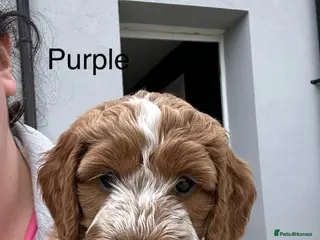 Cockapoo dogs 🐾 Adorable Cockerpoo Puppies for Sale, F1 - Advert 6