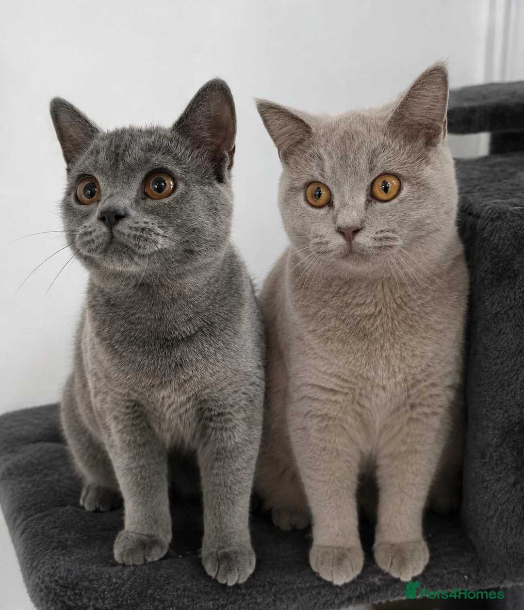 British Shorthair cats for sale: 🐾 Two Beautiful British Shorthair kittens 🐾 - Advert 2