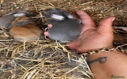 Mini Lop rabbits for sale: Mini lop - Image 8