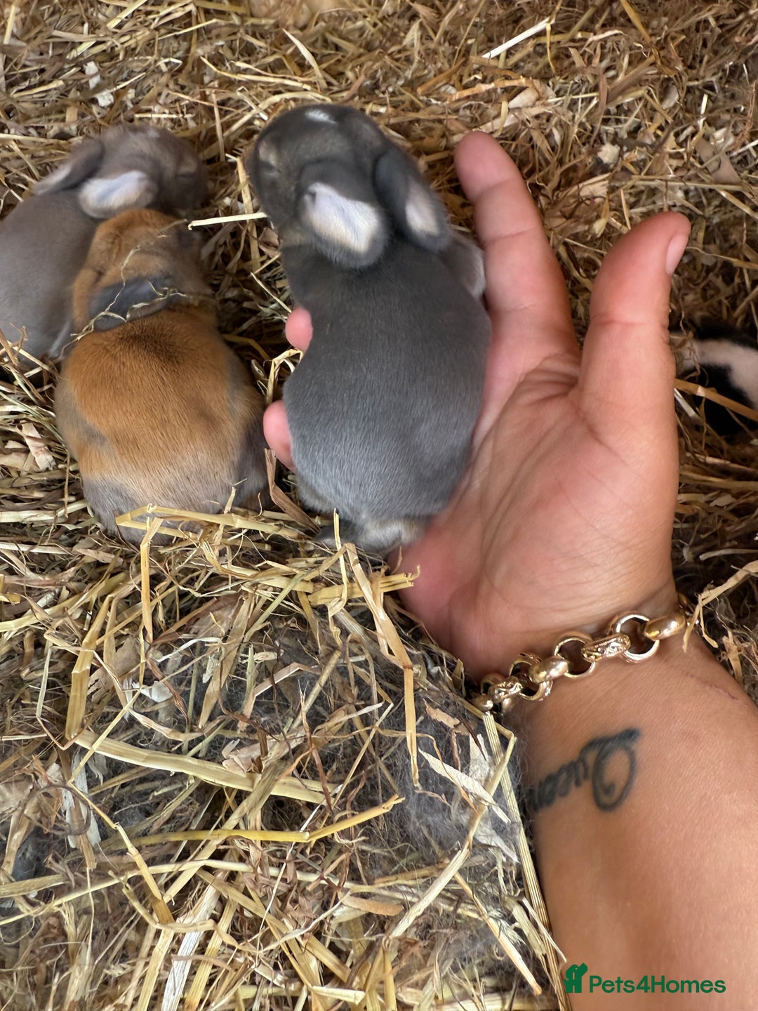 Mini Lop rabbits for sale: Mini lop - Image 8