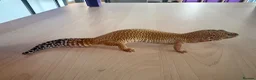 Gecko reptiles for sale: Leopard Gecko - Advert 2