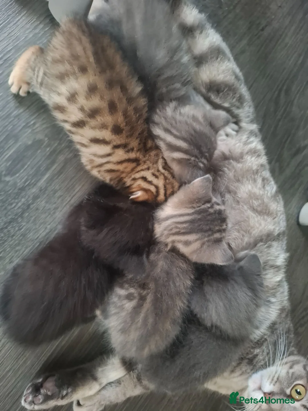 Mixed Breed cats for sale: Beautiful loving kittens  - Advert 8