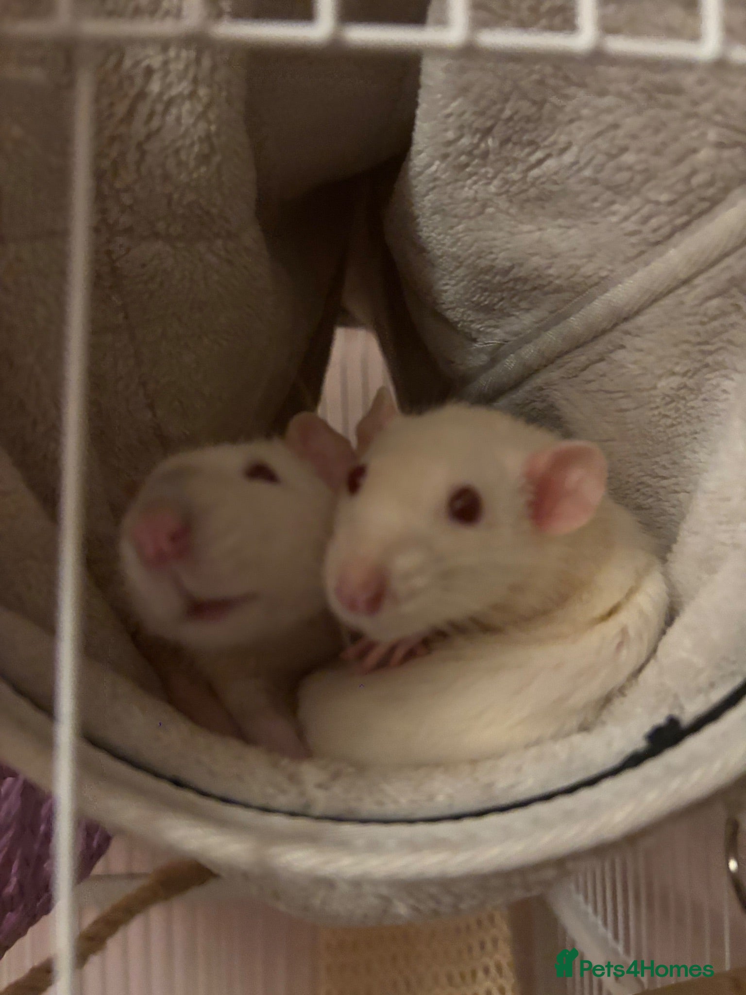 Rat rodents 2 friendly girl rats - Advert 3