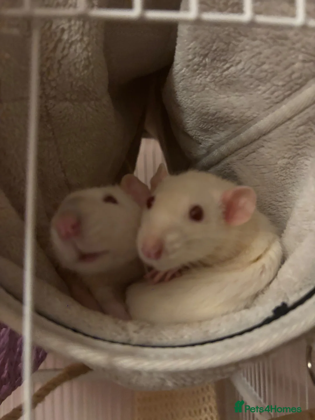 Rat rodents for sale: 2 friendly girl rats - Advert 1