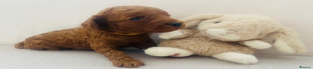 Cockapoo Puppy 2