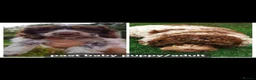 Cockapoo dogs for sale: F1b chocolate & parti roan cockapoos.HEALTH TESTED - Advert 4