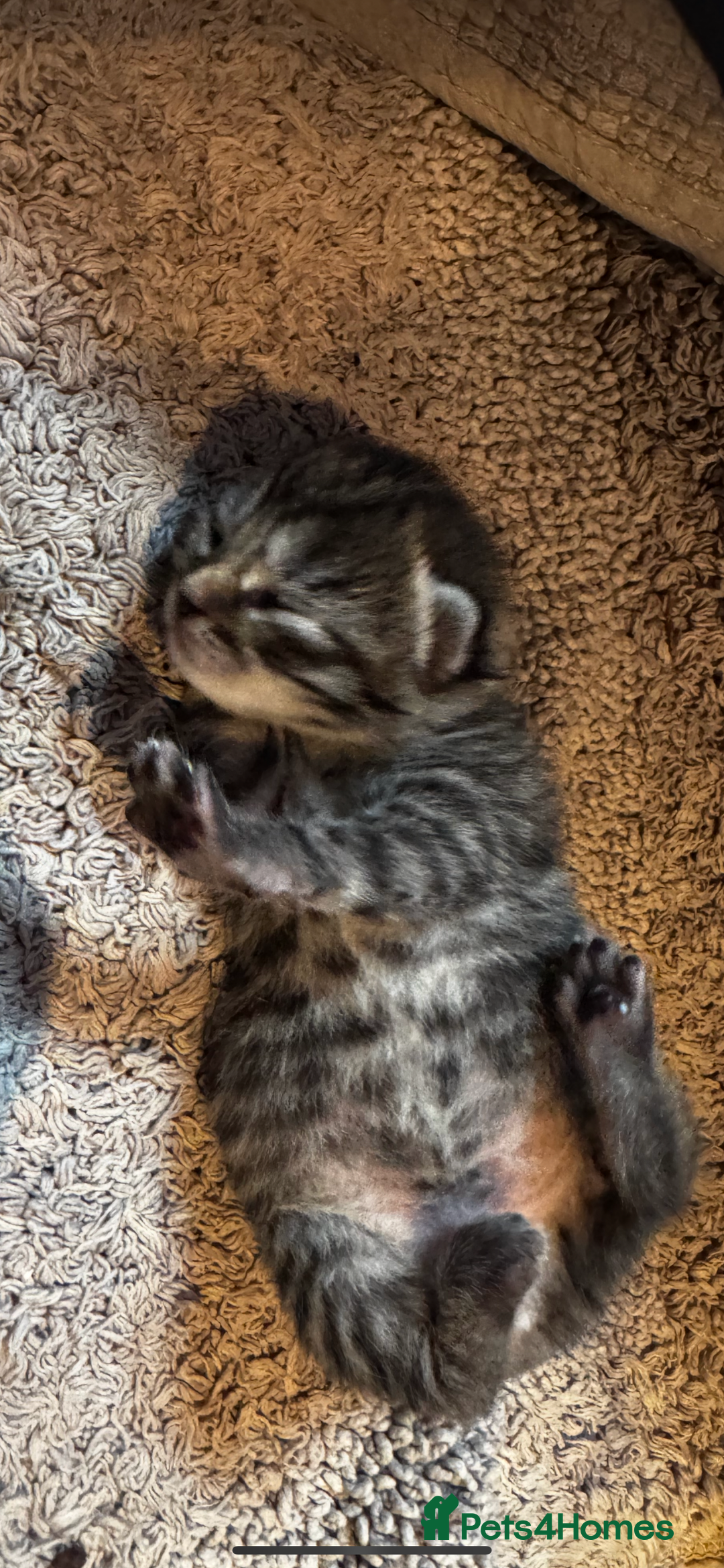 Mixed Breed cats for sale: Stunning  unique kittens  - Image 14