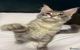 Maine Coon cats for sale: TICA boy blue silver huge Maine coon male  - Advert 6