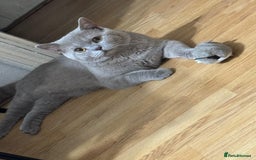 British Shorthair cats for sale: Male Leo  - Image 1